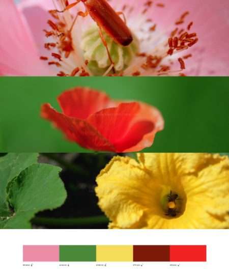 花仙子
